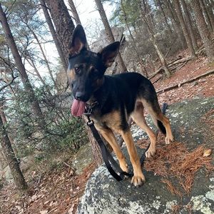 Meet your Posher, Josh